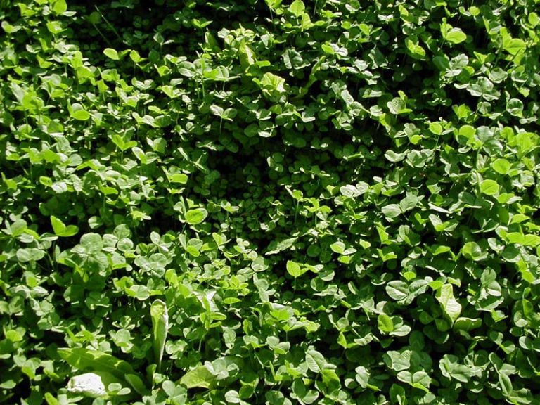 cloverchicory Food Plot Seed Food Plots Deer Minerals