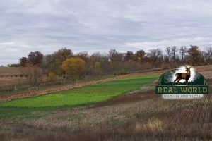 Real World Deer Food Plots