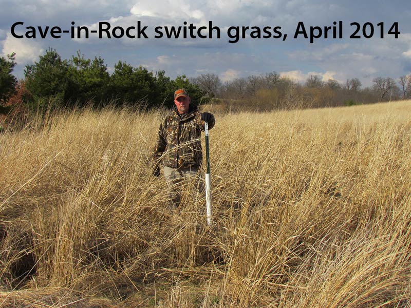 Cave In Rock Switchgrass