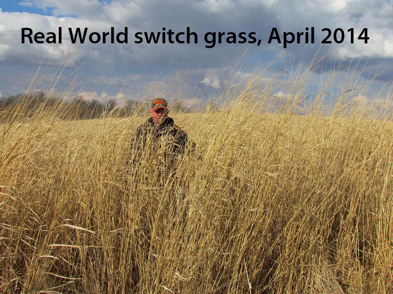 Real World Wildlife Switchgrass