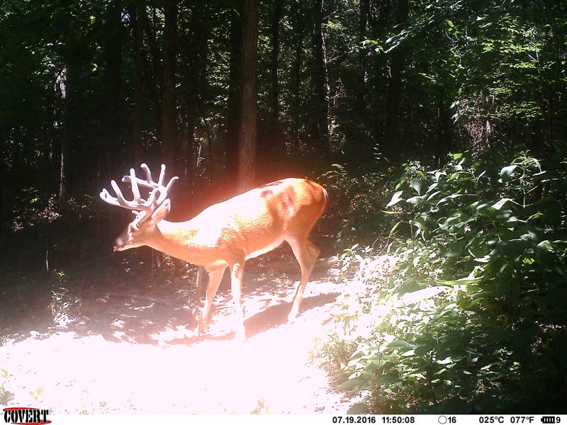 Trail camera picture of big buck eating 