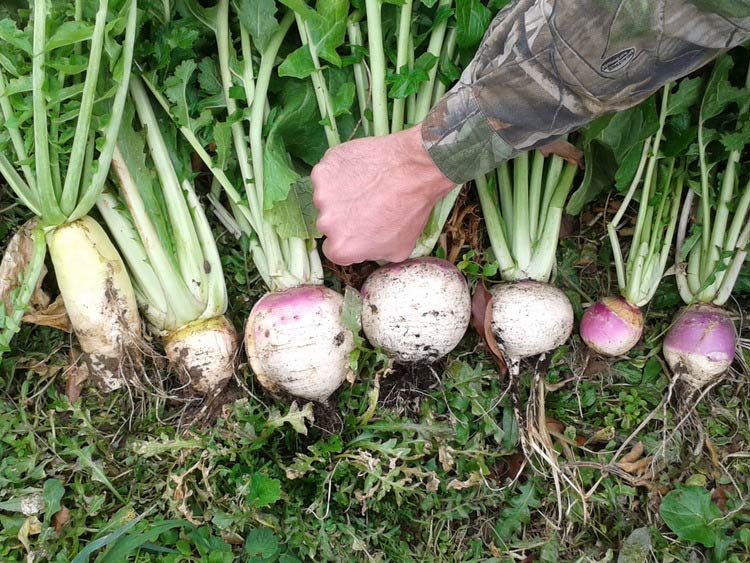 Planting Fall Deer Food Plots - RWWP Plot Topper - Many insects, like caterpillars and leaf beetles, feed on plants.