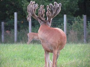 Enormous whitetail deer eating Maximizer which is mineral that is formulated to offer the best antler growth. 