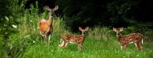 Picture of a Whitetail Doe and two buck fawns at a deer mineral site eating Real Worlds Maximizer Plus Deer Mineral which is formulated to have the best minerals for deer.