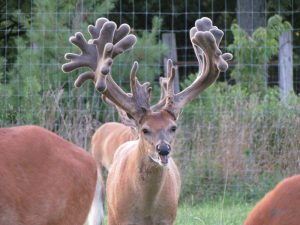 Giant Whitetail Buck eating Real World Custom Deer Minerals along with a bunch of other big mature bucks eating mineral.