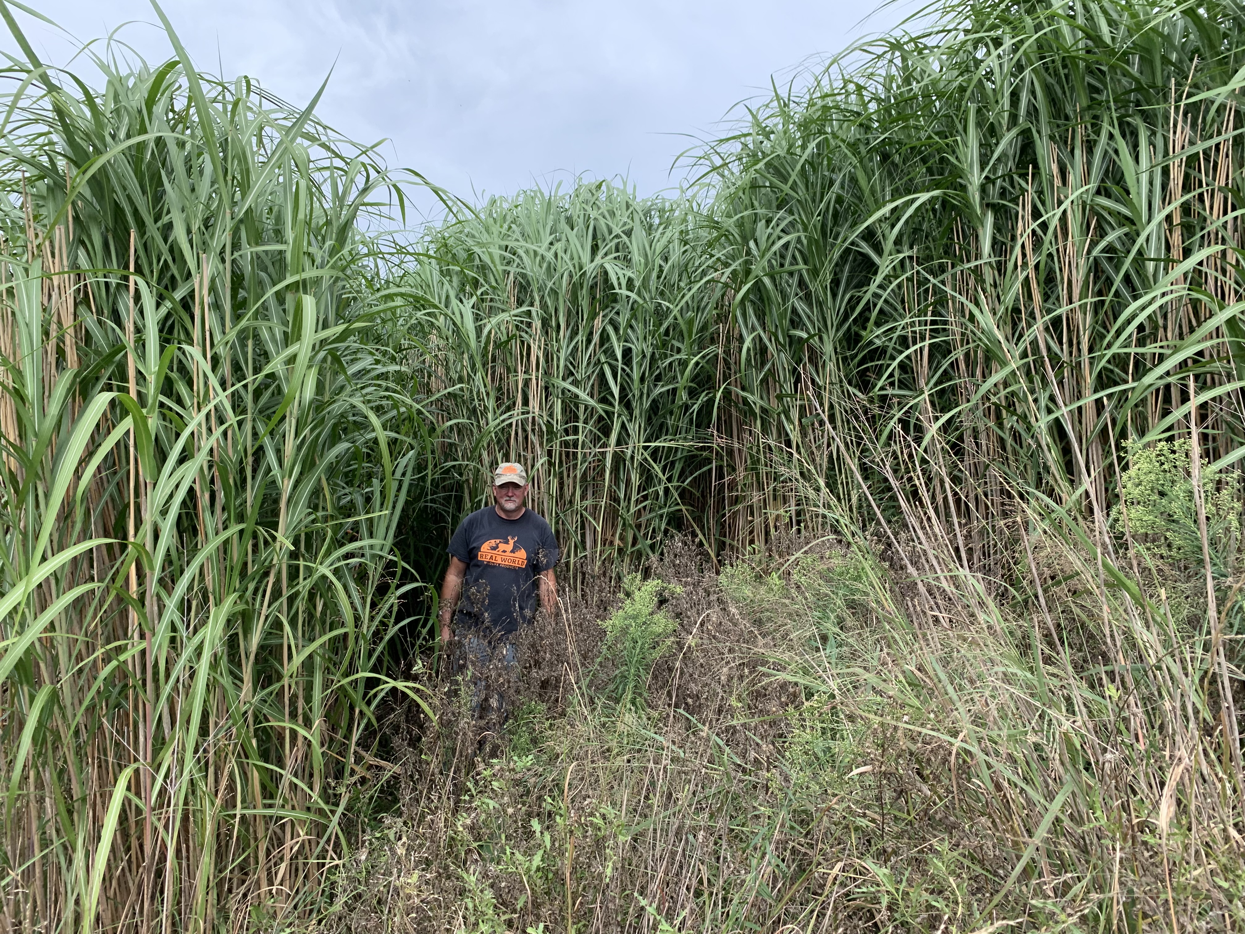 Real World Giant Miscanthus Grass