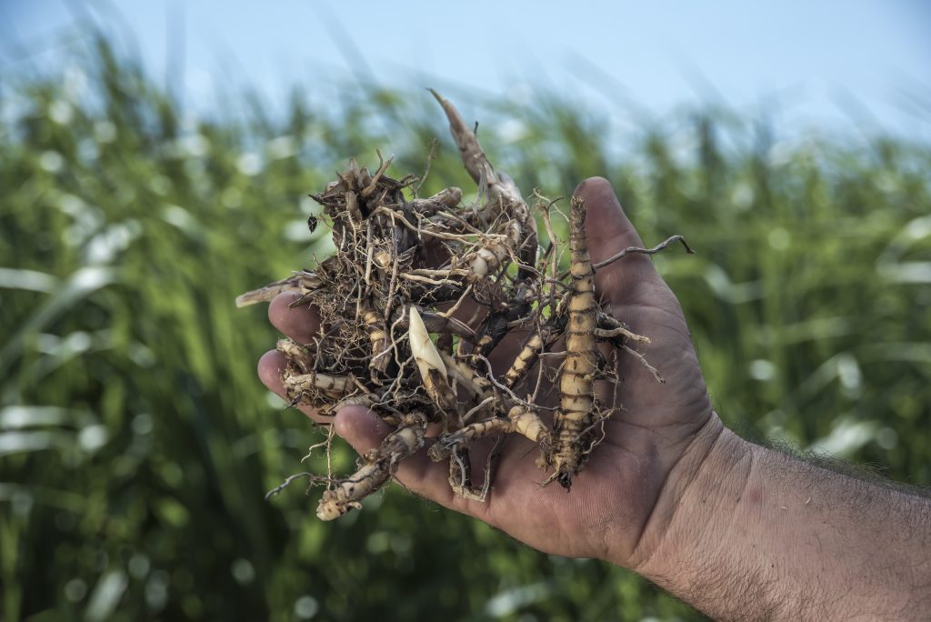 Real World Giant Miscanthus Grass