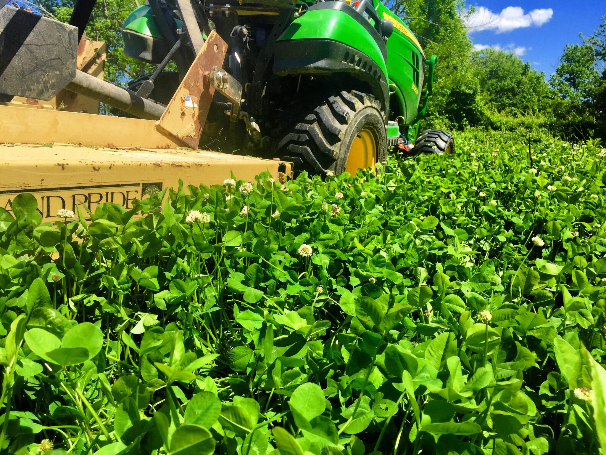 RWWP Clover & Chicory Blend Food Plot Seed Food Plots Deer Minerals