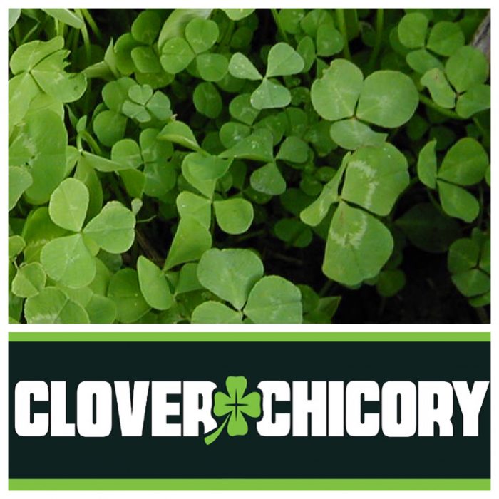 RWWP Clover & Chicory Blend Food Plot Seed Food Plots Deer Minerals
