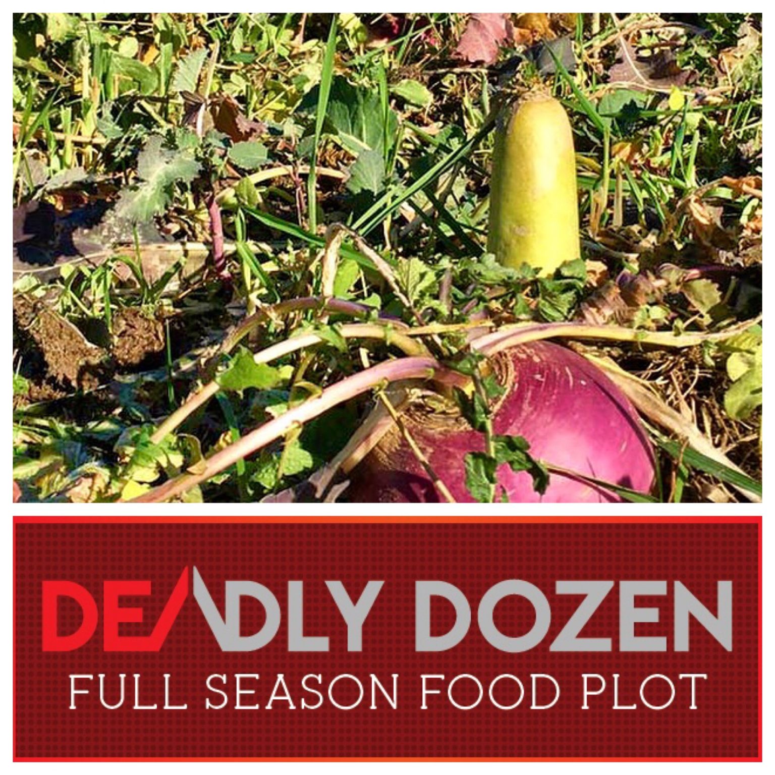 food-plot-seed-food-plot-seed-food-plots-deer-minerals-deer-feed-ehd