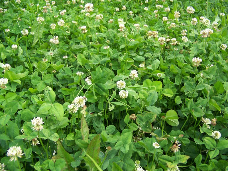 Best Clover Seed For Deer - Real World Clover & Chicory
