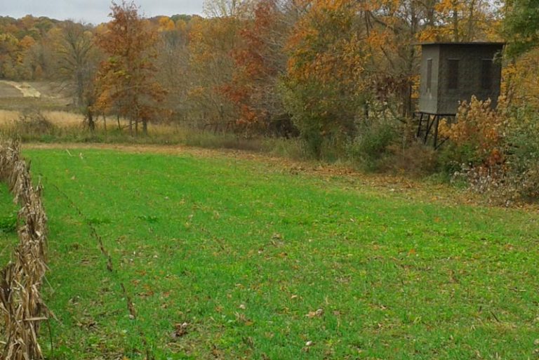rwwp-whitetail-forage-oats-food-plot-seed-food-plots-deer-minerals