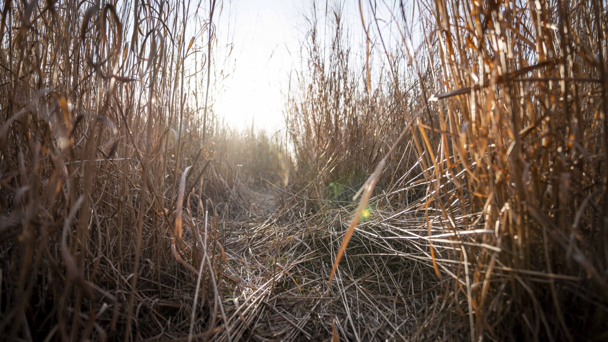 Real World Wildlife ProductsFood Plot Seed and nutrition.