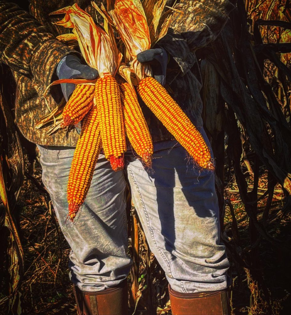 RWWP Non GMO NutriCrave Corn Food Plot Seed Food Plots Deer