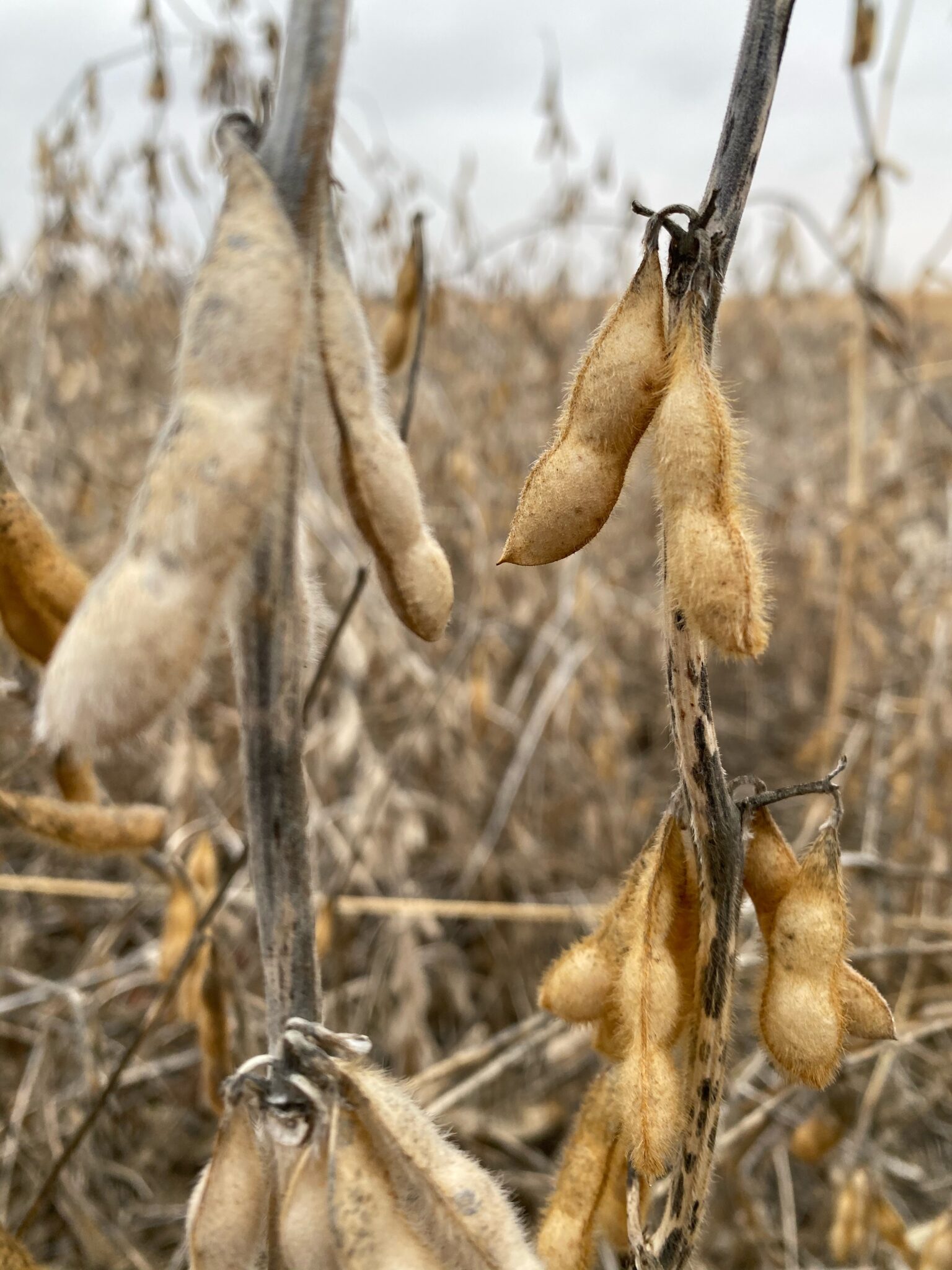 RWWP ENLIST Soybean Food Plot Blend Food Plot Seed Food Plots Deer