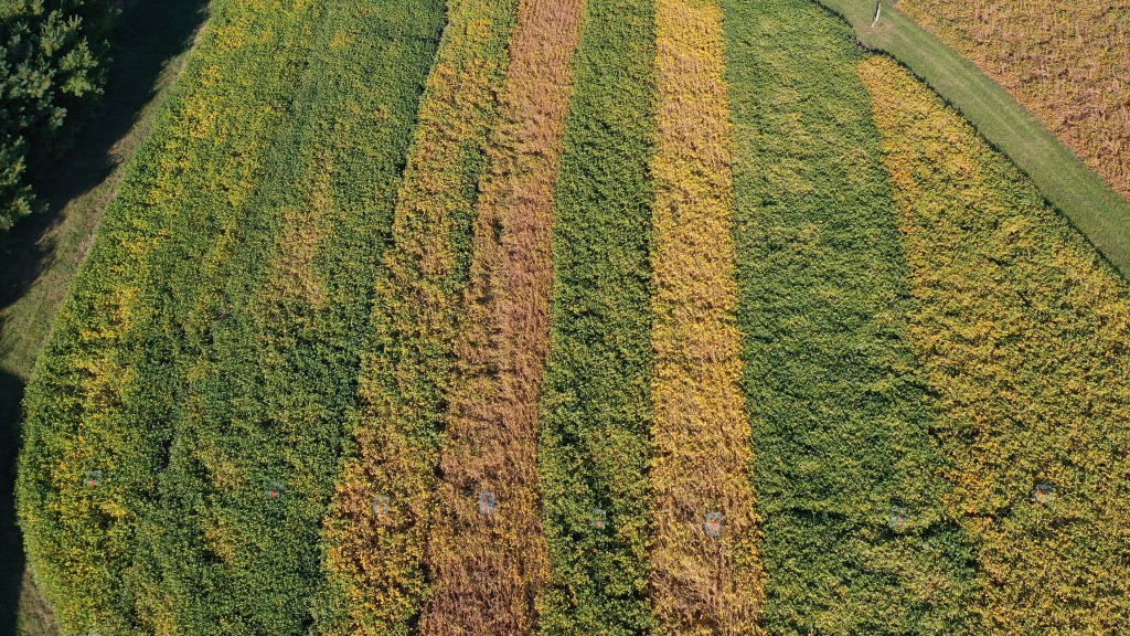 ENLIST SOYBEAN FOOD PLOT BLEND Food Plot Seed Food Plots Deer